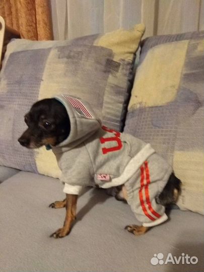 Комбинезон для маленькой собаки, новый