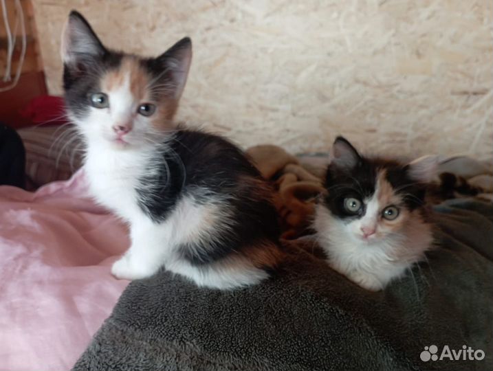 Очаровательные девочки