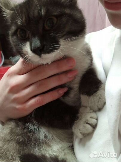 Милая кошечка