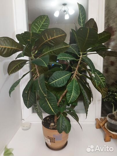 Комнатные растения