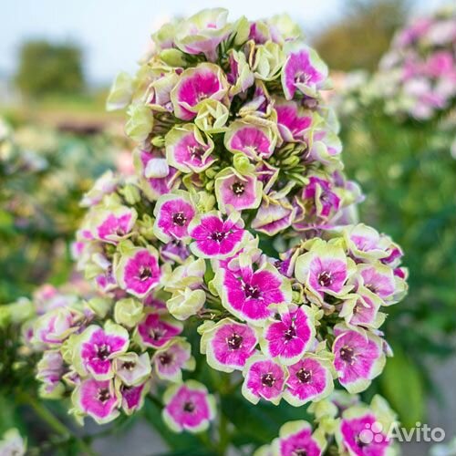 Флокс Орхид Йеллоу