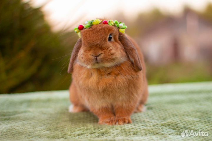 Яркие кролики минилопы