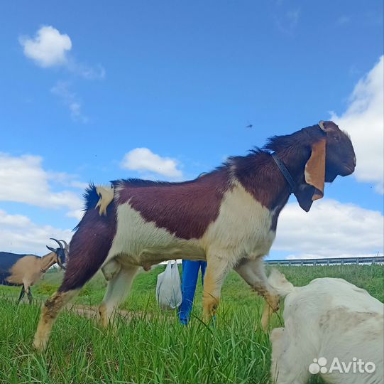 Ч/П Камори и потомки