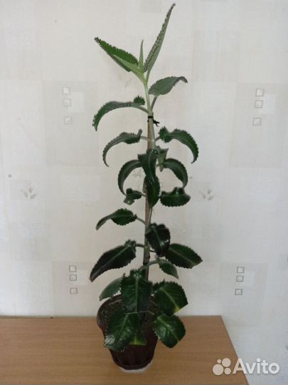 Каланхоэ лечебное