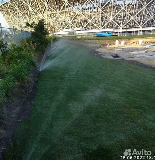 Рулонный газон, посевной газон