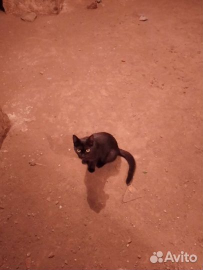 Кошка в дар бесплатно