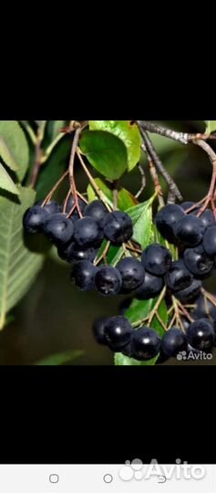 Малина огонёк, слива, крыжовник, ревень, сирень