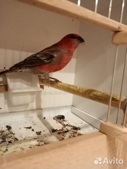 Птицы певчие