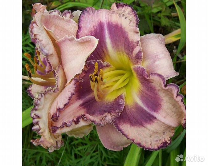 Лилейник Royal Braid