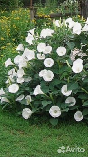 Дурман цветы для сада Сирень