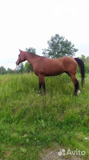 Арабская кобыла