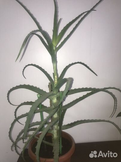 Алоэ лечебный