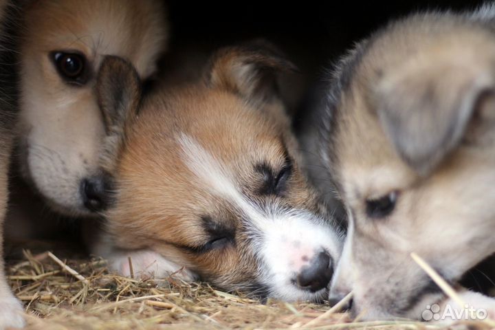 Щенки