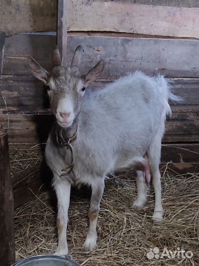 Продаю козу