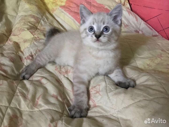 Тайские котята