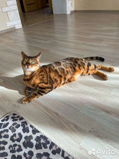 Кошка ищет дом
