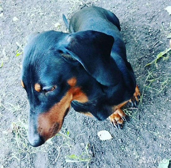 Вязка таксы(мальчик)