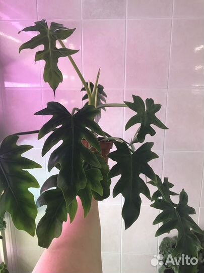 Филодендрон лучистый