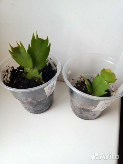 Декабристы разные