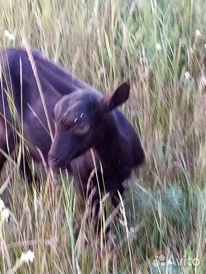 Альпийские козочки