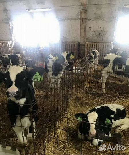 Бычки и телята