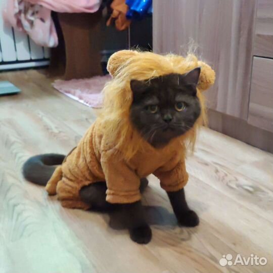 Костюм львенка для кошки/собаки