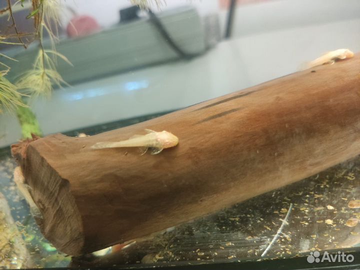 Сомики анциструсы альбиносы