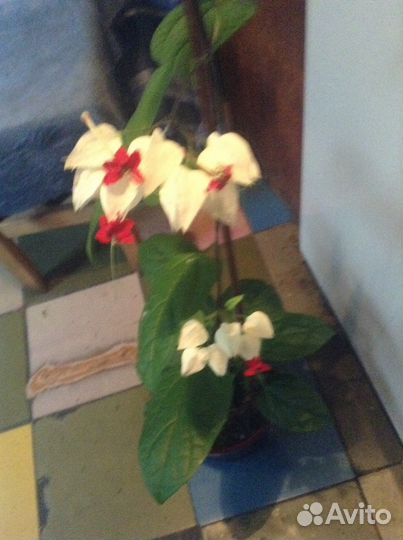 Клеродендрум г. Томсон, др,цветы