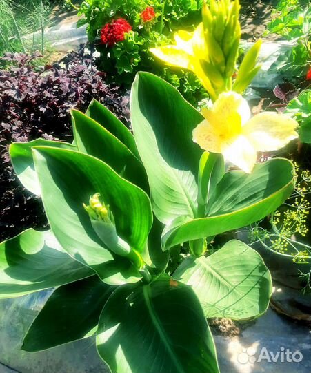 Канны, каллы