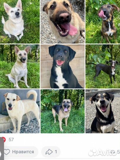 Собака пристрой. Приют Сочи