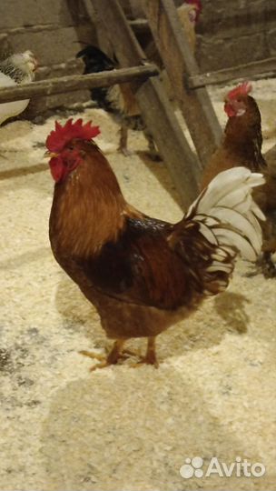 Молодые петухи