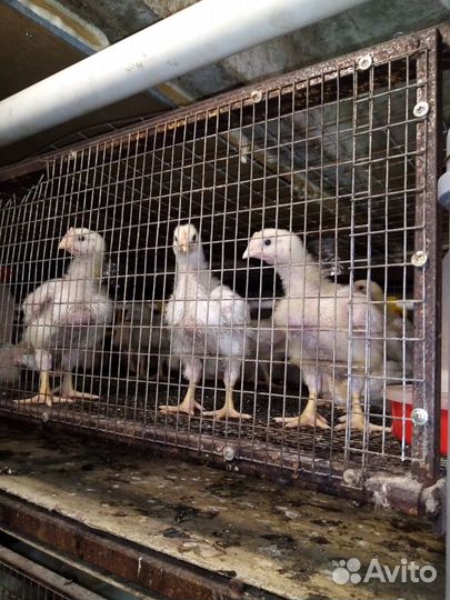 Цыплята Бройлера