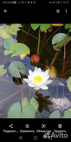 Водяная лилия. Нимфея #растениядляпруда