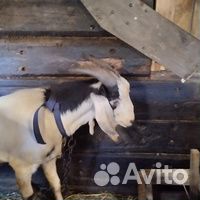 Продается породистый козел
