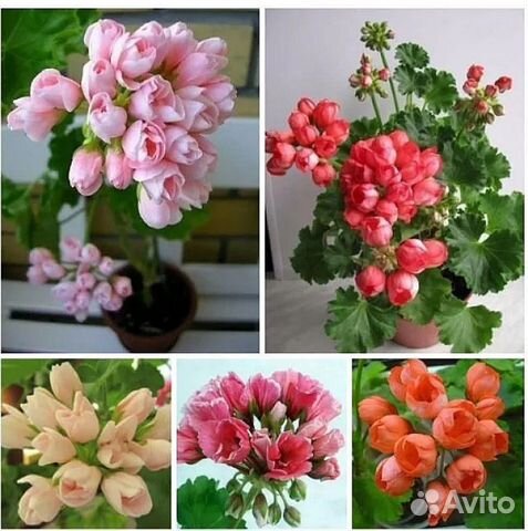 Пеларгония герань тюльпановидная (тюльпанки) купить в Самаре | Товары ...