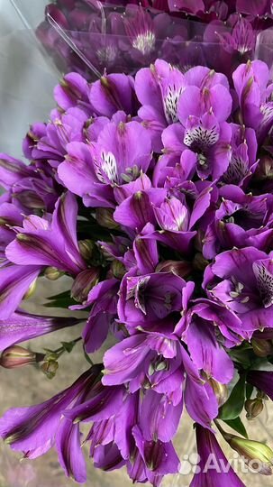 Корни альстромерии