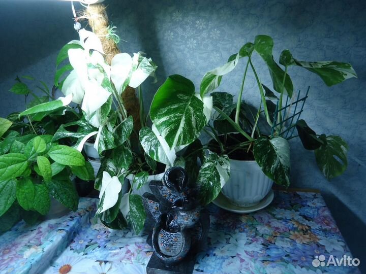 Продаются настольные фонтанчики