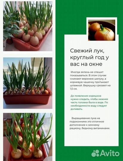 Контейнеры для выращивания лука