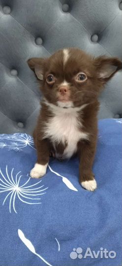 Чихуахуа щенки мини шоколадные мальчишки