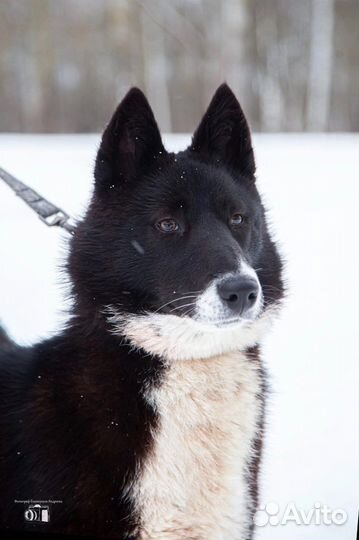 Лайка метис лада