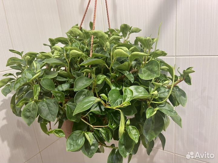 Пеперомия в подвесном кашпо комнатные цветы