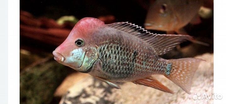Цихлиды,геофагусы 3 вида,фронтоза