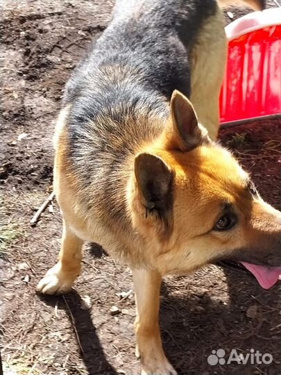 В добрые руки