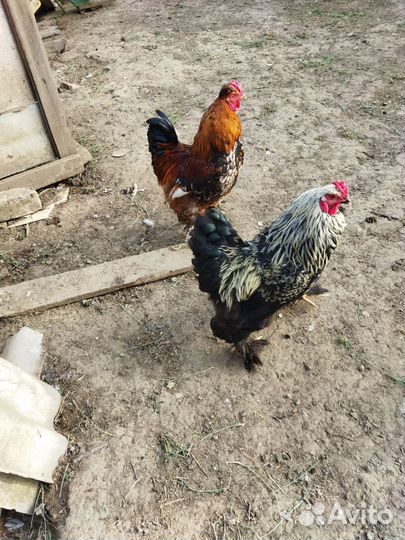 Петухи Брама Крапчатая на развод 9мес