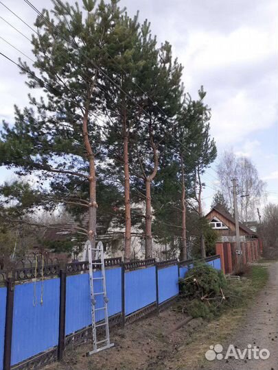 Пилка деревьев