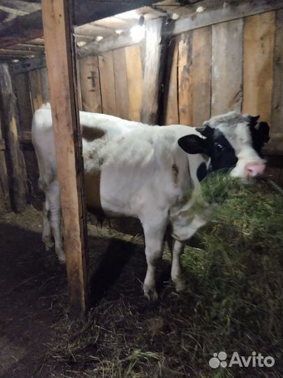 Молодой бычок 1 год