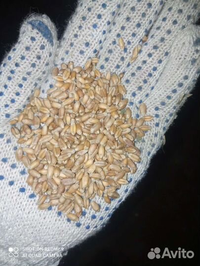 Пшеница Ячмень Овёс