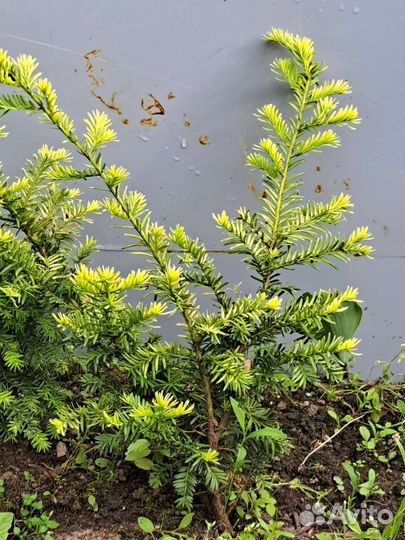 Тис вечнозеленый, теневыносливый