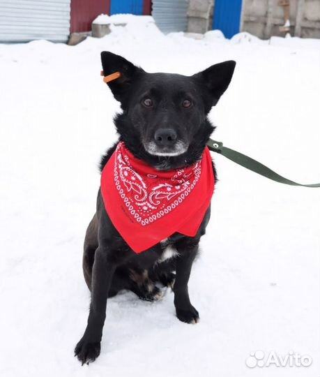 Собака в добрые руки