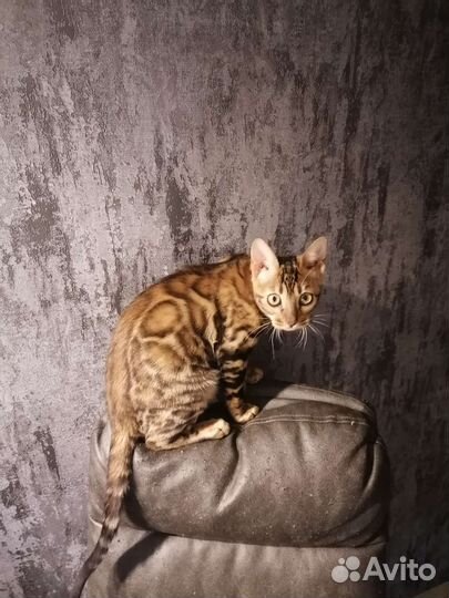 Бенгальские котята